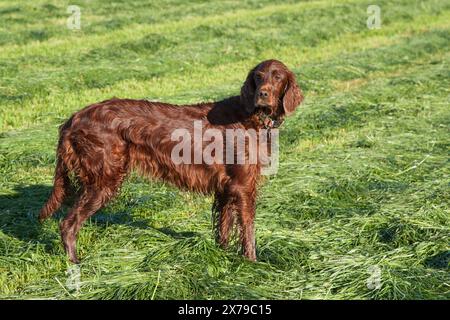 Ein herrlicher, nasser irischer Setter Jagdhund steht inmitten gemähter Grasreihen im Sonnenlicht und beobachtet aufmerksam die Umgebung mit scharfen Augen. Stockfoto