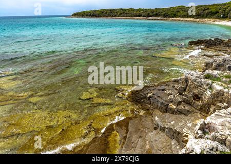 Romantischer Strand in Kroatien, azurblaues Wasser, felsiges Ufer von Rovinj Istrien Stockfoto