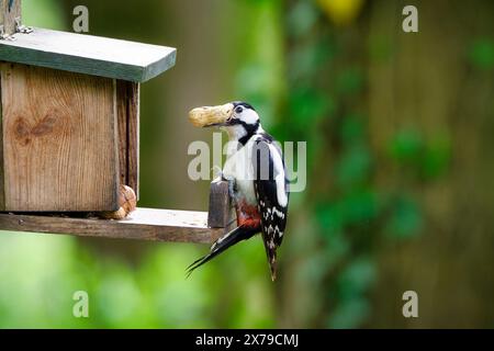 Ein toller Fleckenspecht stiehlt eine Erdnuss aus einem Eichhörnchenfutter Stockfoto