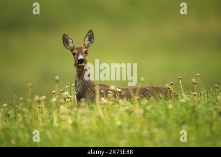 Hirsch (Capreolus capreolus) Hirsch im Winterfell mit bewölktem Auge auf verblasster Löwenzahnwiese, Allgäu, Bayern, Deutschland Stockfoto