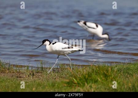 Schwarzer avocet (Recurvirostra avosetta), Nordseeküste, Dithmarschen, Schleswig-Holstein, Deutschland Stockfoto