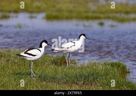 schwarzkaiservogel (Recurvirostra avosetta), Paar, Nordseeküste, Dithmarschen, Schleswig-Holstein, Deutschland Stockfoto