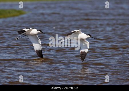 Zwei schwarze avocet (Recurvirostra avosetta) im Flug über Wasser, Nordseeküste, Dithmarschen, Schleswig-Holstein, Deutschland Stockfoto