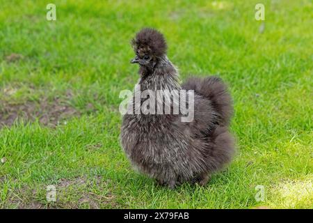 Silkie hen, Wittorf, Samtgemeinde Bardowick, Niedersachsen, Deutschland Stockfoto