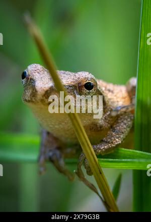 Ein kleiner Federgürtel, ein kleiner Frosch, der nicht größer als ein Daumen ist, hält sich mit zarter Präzision an einem Grasblatt fest. Stockfoto