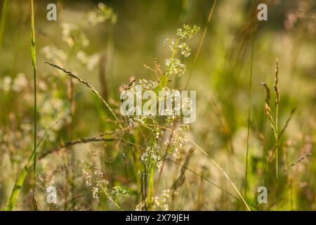Schöne Almwiese mit bunten Blumen Stockfoto