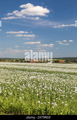 Blühendes Opiummohn-Feld im lateinischen Papaver somniferum und Kernkraftwerk Dukovany wird weißer Mohn in der Tschechischen Republik für Lebensmittel indu angebaut Stockfoto