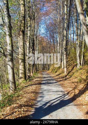Herbstwaldstraße im Laubbuchenwald, Tschechien Stockfoto