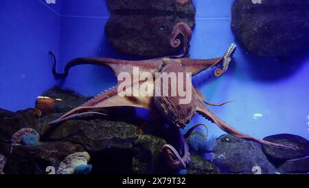Großer Tintenfisch in einem Aquarium. Ein riesiger Tintenfisch breitet seine Tentakel in einem Aquarium aus. Stockfoto