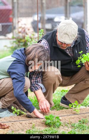 Großvater lehrt seinem Enkel, wie man im Garten Pflanzen und sich um ihn kümmert. Stockfoto