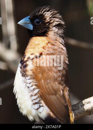 Entzückendes charmantes Kastanienbuster-Mannikin in natürlicher Schönheit. Stockfoto