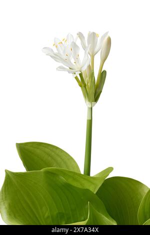 Hosta sieboldiana elegans Pflanzen weiße Blumen auf hoher Landschaft über grünem Laub isolierter weißer Hintergrund auf Seitenansicht Stockfoto