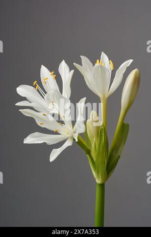 Nahaufnahme von Hosta sieboldiana elegans Pflanze weiße Blumen auf hoher Landschaft isolierter neutraler grauer Hintergrund Stockfoto