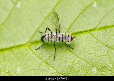 Schwarze Schnitzelfliege (Nemopoda nitidula) Stockfoto