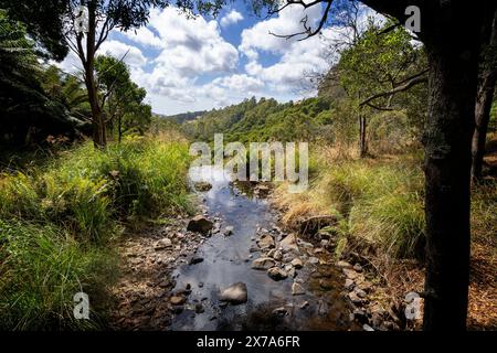 Preston Creek auf der Spitze der Preston Falls, Gunns Palin, Tasmanien Stockfoto