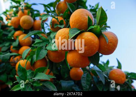 Große Orangen hängen an einem Ast. Üppig fruchtiger Orangenbaum. Natürliche Orangen wachsen im Freien. Stockfoto