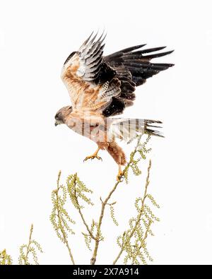 Swainson's Hawk - Buteo swainsoni - Colorado Wildtiere in der Rocky Mountain Gegend Stockfoto