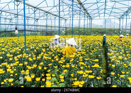 Frauen ernten Blumen auf einer Farm in Dalat, Zentralvietnam, traditionelle landwirtschaftliche Arbeit und lokale Blumenzucht. Stockfoto