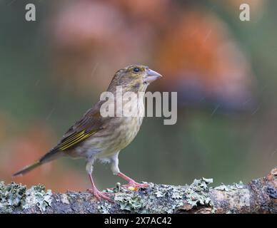 Europäischer Grünfink [ Chloris chloris ] weiblicher Vogel auf Flechtenbedecktem Stock im Regen Stockfoto