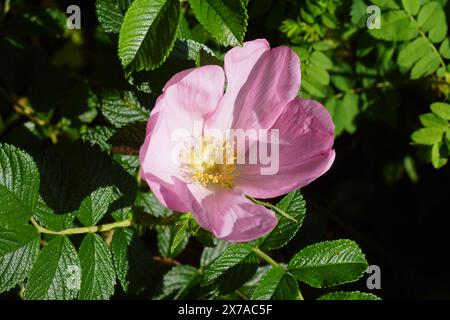 Nahaufnahme blassrosa Blume einer Rosa Rugosa (Rugosa-Rose, Strandrose, japanische Rose, Ramanas-Rose oder Letchberry). Rosaceae, Rosenfamilie. Frühling, Mai. Stockfoto