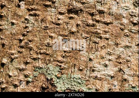 Nahaufnahmetextur der alten rauen Oberfläche von Baumwollfrucht oder Santol-Baumstamm im botanischen Garten, Thailand. Stockfoto