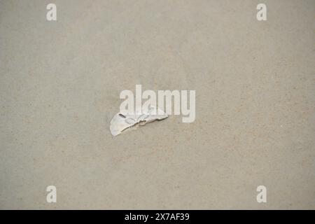 Die Hälfte eines Sanddollars liegt teilweise im Sand vergraben, was durch die Ebbe am Ponce Inlet, Florida, sichtbar wird. Stockfoto