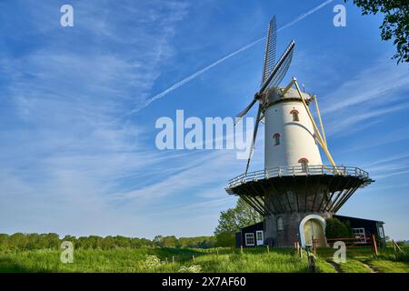 Holland, Zeeland - 12. Mai 2024: Windmühle ( de Koe ) vor einem blauen Morgenhimmel. Technisches Gebäude aus der niederländischen Kultur in der Natur. Niederlande, Zeeland, Stockfoto