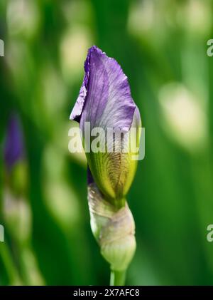 Lila Bearted Iris Bud „William A. Setchell“ Stockfoto