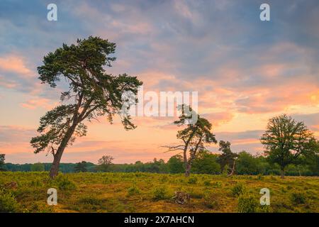 Bild eines Sonnenaufgangs im Naturschutzgebiet Strubben-Kniphorstbosch, Teil des Nationalparks Drentsche AA in der Provinz Drenthe in den Niederlanden Stockfoto