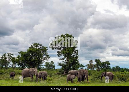 Elefanten werden im Okavango Delta am 2024. Januar beobachtet Stockfoto