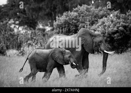 Elefanten werden im Okavango Delta am 2024. Januar beobachtet Stockfoto