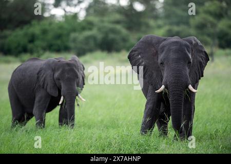 Elefanten werden im Okavango Delta am 2024. Januar beobachtet Stockfoto