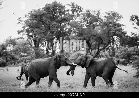 Elefanten werden im Okavango Delta am 2024. Januar beobachtet Stockfoto