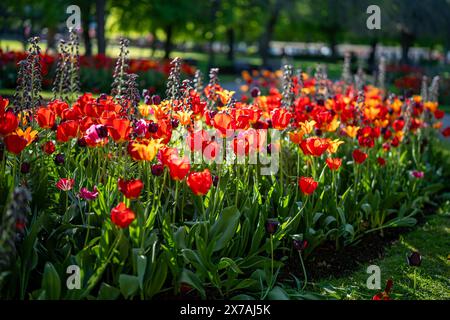 Tulpen und Fritillaria persica blühen Mitte Mai im Carl Johans Park in Norrköping, Schweden. Stockfoto
