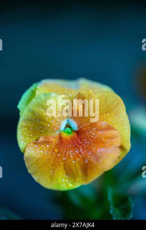 Orangefarbenes Stiefmütterchen mit Wassertropfen. Stockfoto