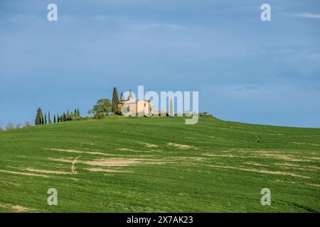 Ein einsames Bauernhaus auf einem Hügel mit Zypressen und grünen Feldern im Val d'Orcia in der Nähe von Pienza in der ländlichen Toskana, Italien an einem sonnigen Tag mit blauem Himmel. Stockfoto