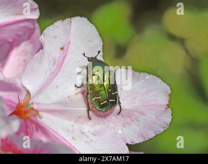 Schillernder Rosenkäfer Stockfoto