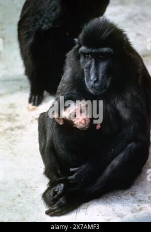 Schopfaffe oder Schopfmakak mit einem Jungtier im Yerkes National Primate Research Center in Atlanta, um 1980. Macaca nigra ist eine Primatenart aus der Gattung der Makaken innerhalb der Familie der Meerkatzenverwandten Cercopithecidae. / Crested Macaque mit einem jungen Tier am Yerkes National Primate Research Center in Atlanta, um 1980. Macaca nigra ist eine Primatenart der Gattung Makaken innerhalb der Familie der Cercopithecidae. Schnappschuss-Fotografie/A.. Aldrige *** Macaca nigra ist eine Primatenart der Gattung der Makaken innerhalb der Familie der Cercopithecidae Crested Macaque mit einem jungen Tier Stockfoto