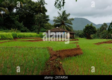 Wunderschöner Blick auf üppig grüne Reisfelder während der frühen Monsunsaison in Canacona, Goa, Indien Stockfoto