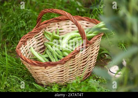 Ein Korb voller grüner Bohnen sitzt auf dem Gras. Der Korb ist gewebt und hat einen braunen Griff. Die Bohnen sind ausgebreitet und scheinen frisch zu sein. Die Stockfoto