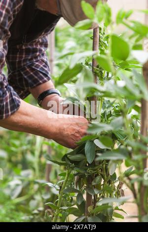 Nahaufnahme eines Mannes, der seinen Gemüsegarten pflegt. Konzept der Landwirtschaft und der gesunden Ernährung. Stockfoto