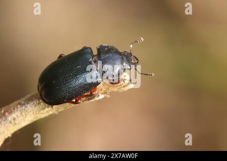 Kleiner Rehschröter, Schröter, Platycerus caraboides, Systenocerus cribatus, Platycerus cribatus, blauer Hirschkäfer, la chevrette bleue, Lucanidae Stockfoto