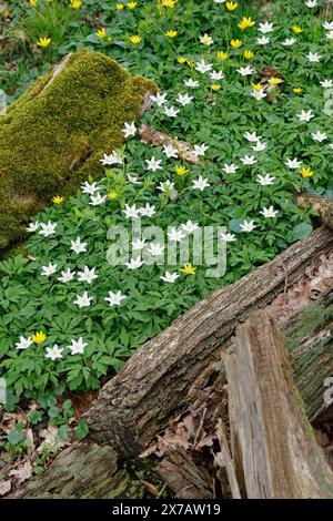 Busch-Windröschen, Buschwindröschen, Anemone nemorosa, Anemonoides nemorosa, Windblume, Holzanemone, Windblume, Holzanemone, Windblume Stockfoto