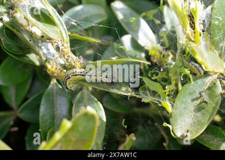 Buchsbaumzünsler, Buchsbaum-Zünsler, Raupe frisst an Buchsbaum, Buchs, Cydalima perspectalis, Phacellura advenalis, Neoglyphodes perspectalis, Box Tre Stockfoto