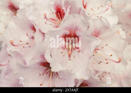 Die Hortensie-Blüten sind in Nahaufnahme blassrosa. Farben der Hintergrundstruktur für das Design. Ausgewählter Fokus. Hochwertige Fotos Stockfoto