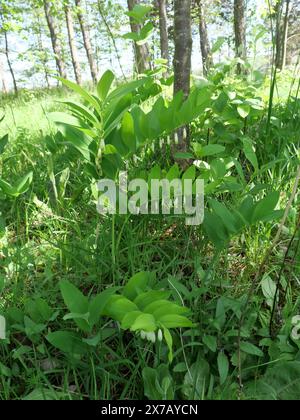 Echte Solomonische Dichtung Polygonatum odoratum mit typischen weißen Blüten, die in Reihen unter den Blättern angeordnet sind Stockfoto