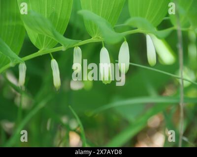Echte Solomonische Dichtung Polygonatum odoratum mit typischen weißen Blüten, die in Reihen unter den Blättern angeordnet sind Stockfoto