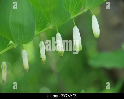 Echte Solomonische Dichtung Polygonatum odoratum mit typischen weißen Blüten, die in Reihen unter den Blättern angeordnet sind Stockfoto
