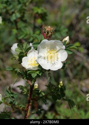 Die weißen Blüten der Burnet Rose Rosa spinosissima am Waldrand bei Margetshöchheim in Unterfranken Stockfoto