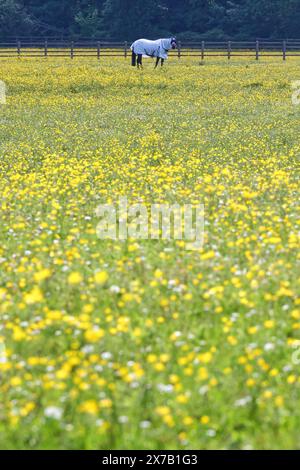 Alphington in der Nähe von Exeter, Devon, Großbritannien. Mai 2024. Wetter in Großbritannien: Schmetterlinge und Sonnenschein in Alphington bei Exeter, Devon. Hinweis: Nidpor/Alamy Live News Stockfoto